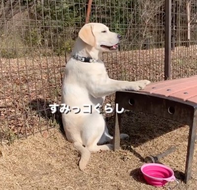 パンティングする犬