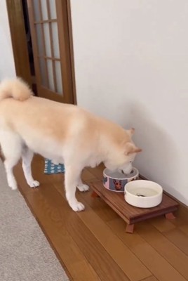 水を飲む銀くん