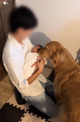 赤ちゃんを愛でるチョコビくん