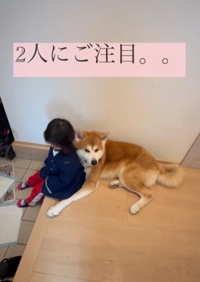 見上げる秋田犬