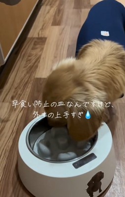 早食い防止トレーでご飯を食べるミニチュアダックスフンド