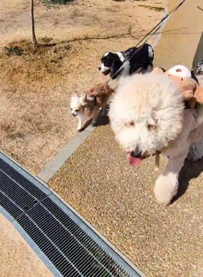 ラキちゃんは末っ子です