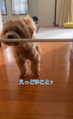 棒を確認するもち太くん