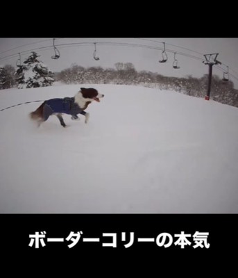雪の中を走る犬