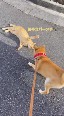 犬に前足を近づける猫