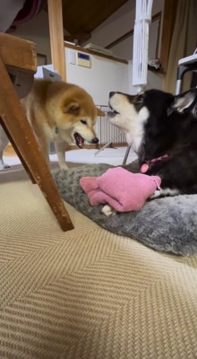 息子犬の声に合わせて吠える母犬