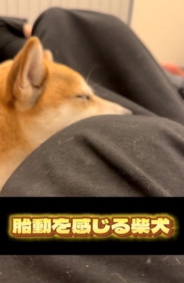 お腹の上で眠る柴犬