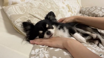 飼い主さんを独り占めするライくん6