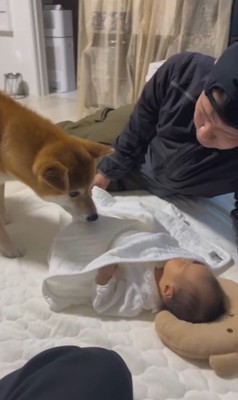 こてつ君と赤ちゃんの初対面5