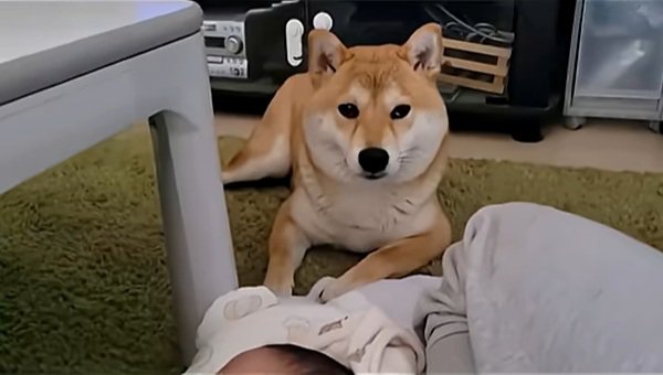 思案顔のわらびちゃん