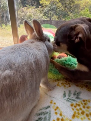 犬とウサギ