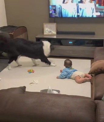 煽るようにピョンピョンと跳ね回る