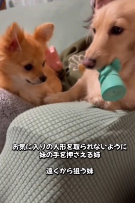 けん制する姉犬