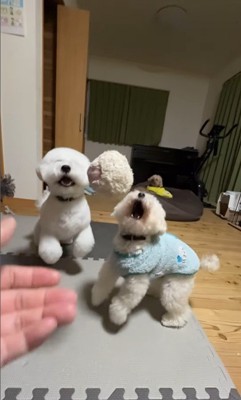 ぽん太くん＆るなちゃんのハプニング3