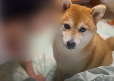 犬の顔に顔を寄せる人