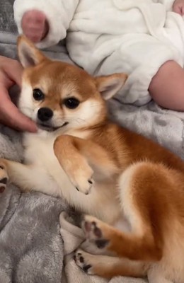 撫でられる虎鉄くん