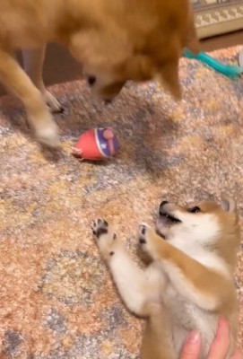 おもちゃを落とす赤ちゃん犬