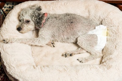 ベッドにおむつをした犬