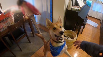 家族が出かける日のワンジローくん8