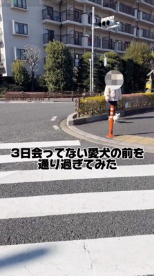 近寄ってくる男性を凝視する犬