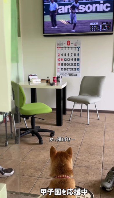 すっかり猫化したぺこリンボちゃん