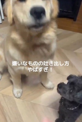 Ｑ太くんにみかんを投げたら3