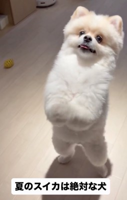 「スイカほしいぃ」
