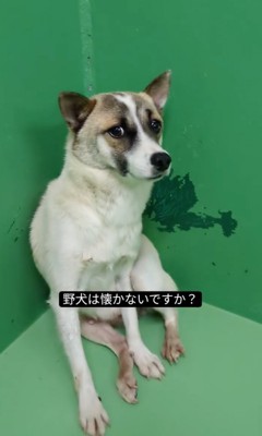 怯える犬