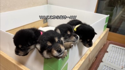 大脱走を試みる赤ちゃん犬たち