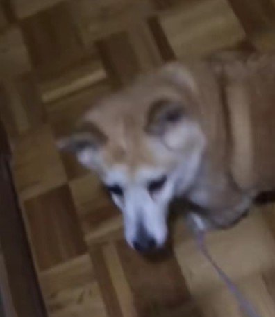 「え…?なんで…?」