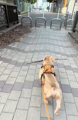 枝をくわえて歩く小型犬