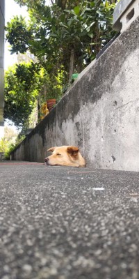 看板犬