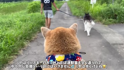 おもちちゃんはカートで散歩