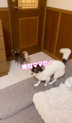 飼い主を待つ2匹の小型犬