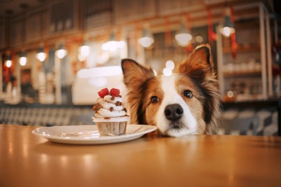 カップケーキと犬
