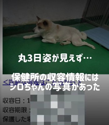 保健所に収容されてしまった