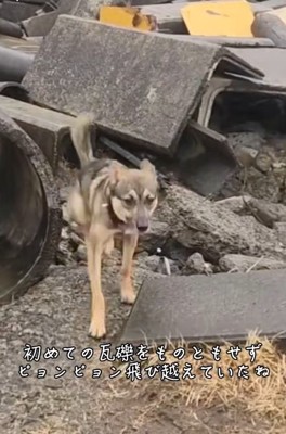 軽快に進むまる君