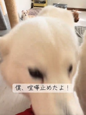 犬のアップ1