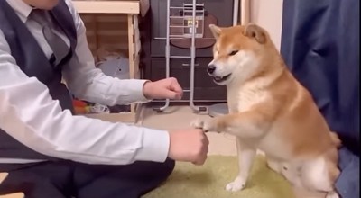 名前を選ぶ柴犬