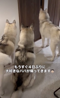 パパの気配がする…！