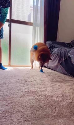 靴を履いたサブローくん6