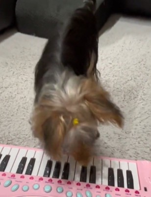 おもちゃのピアノの鍵盤を前足で押す犬