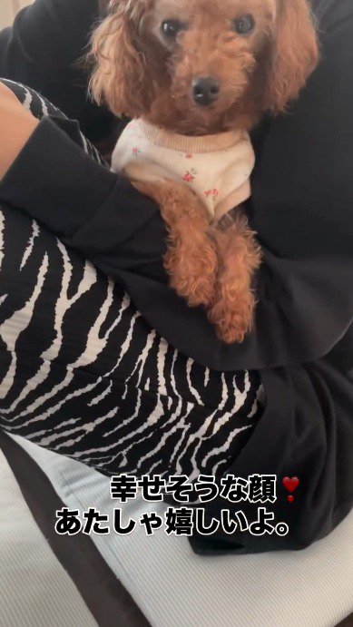 飼い主の腕に抱っこされる犬