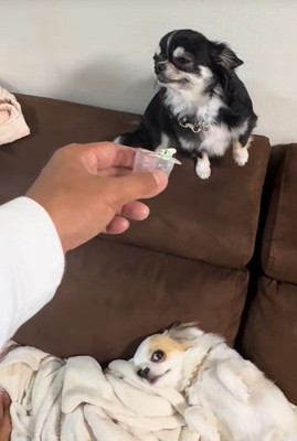 オレオちゃん＆マツちゃんの反応