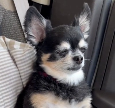 うつろな表情を浮かべる犬