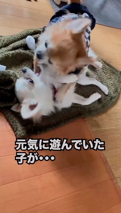 じゃれあう2頭の犬