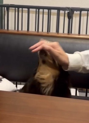 頭を撫でてもらう犬