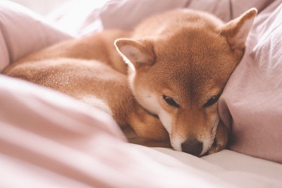 丸くなった目を少し開けてる柴犬