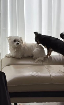 ココちゃんを遊びに誘うランコちゃん3