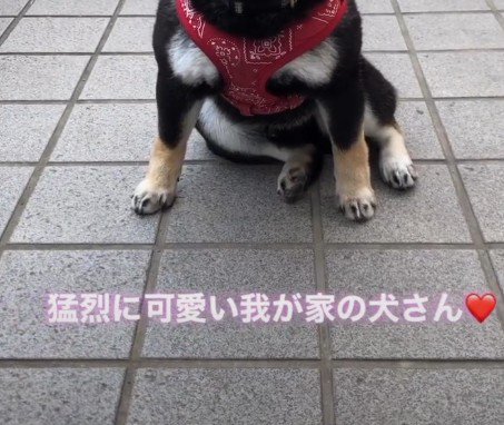 その正体とは…